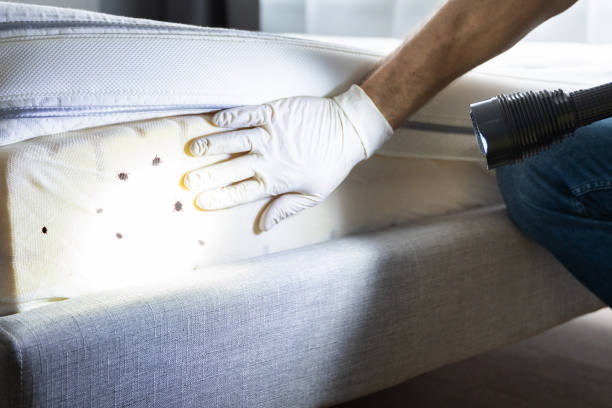 Best Pest Removal Services  in Hooks, TX