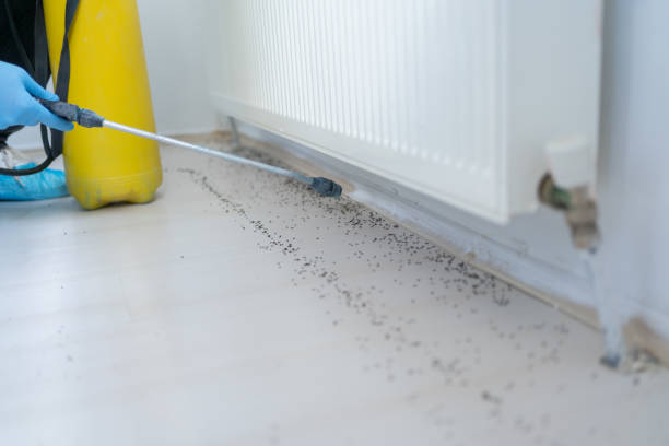 Best Pest Removal Services  in Hooks, TX