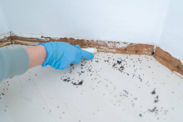 Best Best Pest Control Companies  in Hooks, TX